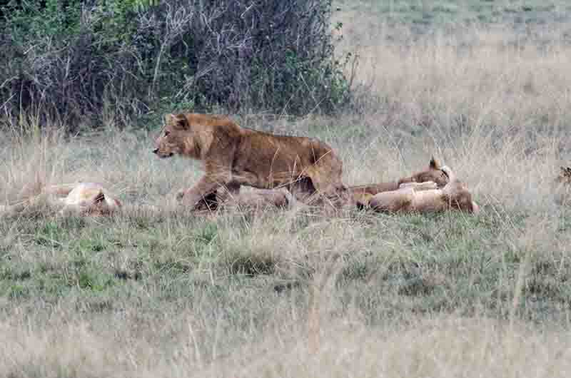 05 - Leones - parque nacional Queen Elizabeth - Uganda